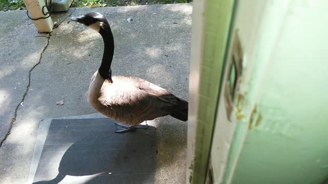 Angry mother goose chases woman, dog & cat indoors