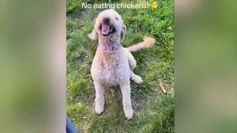 Animals are sometimes funny :D