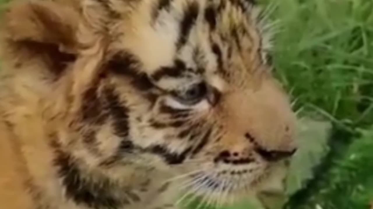 Cute lion cub unseen video# funny lion videos