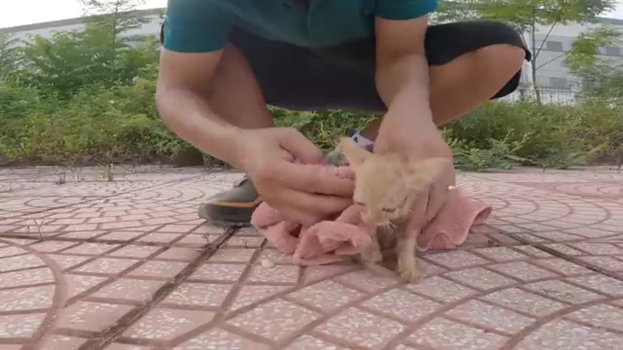 Stray kitten on the highway has a dangerous accident if it is not rescued in time!