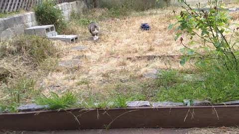 Neighbor's Kitty Cat