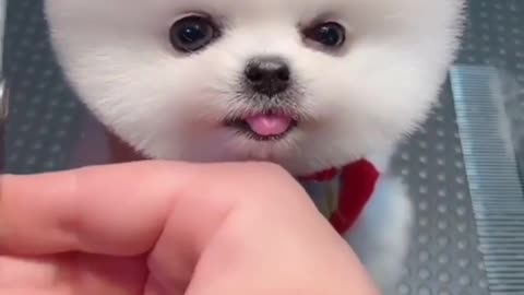 Cute pom