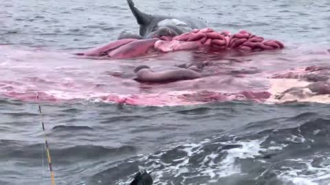 Whale EXPLODES!!