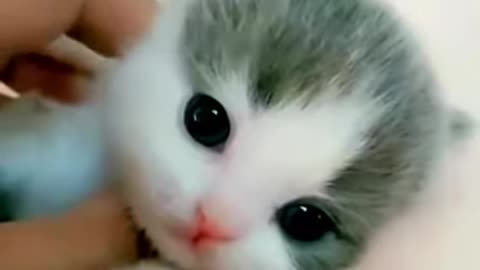 SUPER CUTE KITTEN😍WILL MELT YOUR HEART