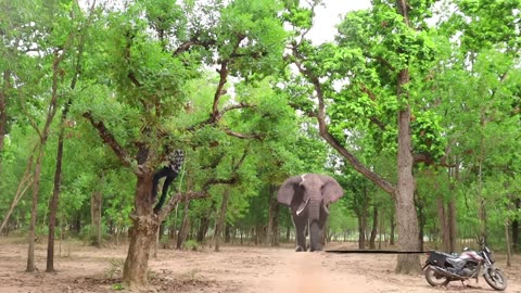 Elephant Attack On Village Boy In Forest Road