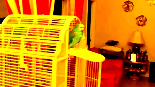 Recalling the Singing Talking Laughing Funny Smart Clever#Parrots​