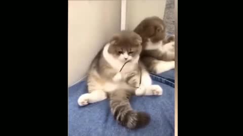 Weird But Cute Cat, The Best Moments 6 Seconds