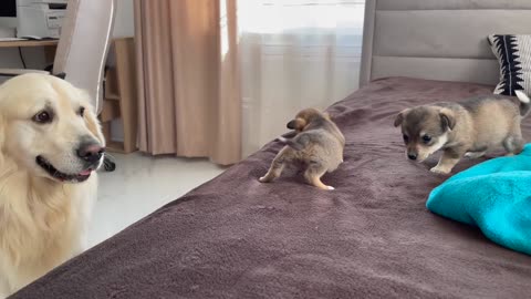 Golden Retriever Meets Puppies for the First Time