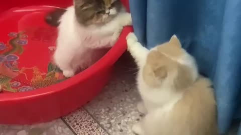 Cat Fighting