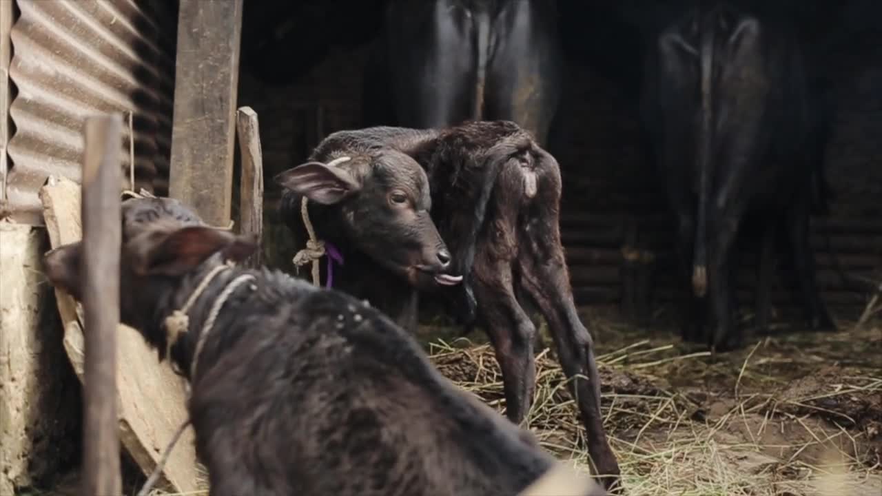 A cute little calf chewing his own tail. Small stall, stand. Playing