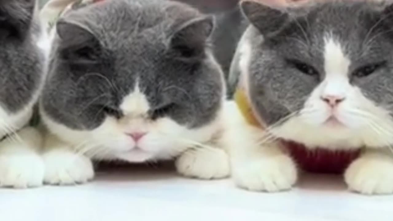 Cute cats