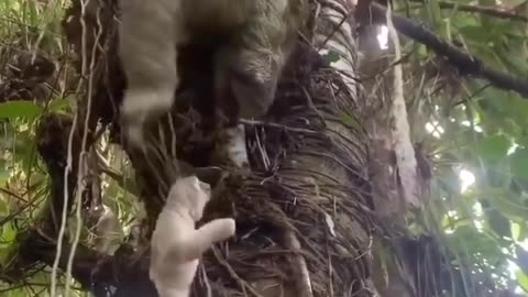 Mama comforting baby sloth