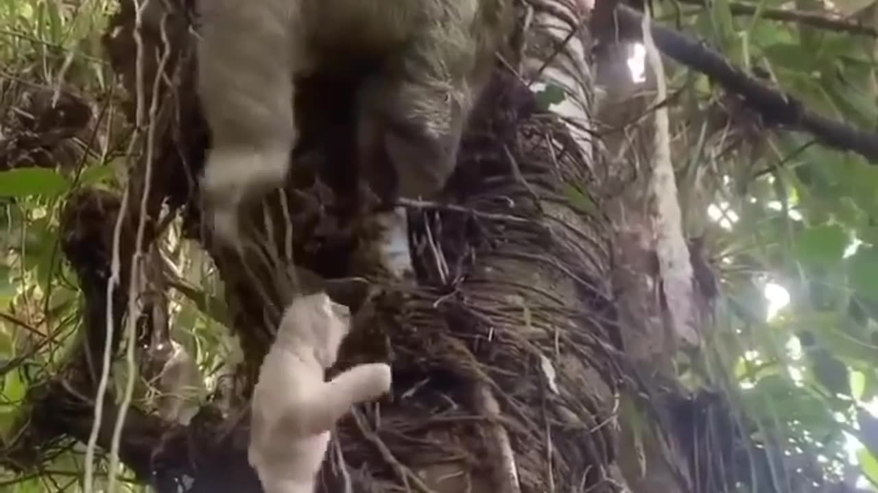 Mama comforting baby sloth