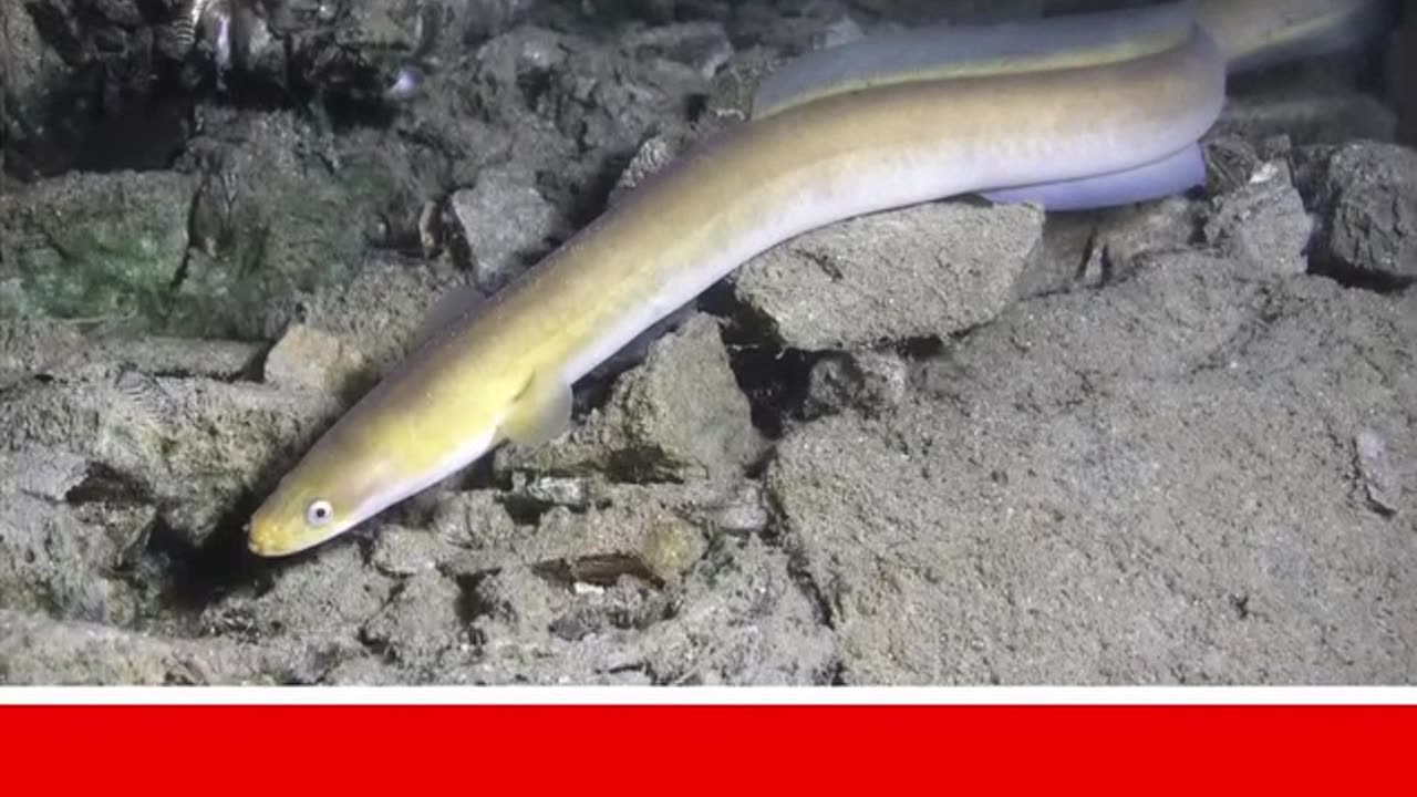 The Lethal Beauty of Sea Snakes: Unveiling Nature's Most Venomous Creatures