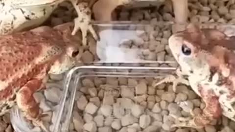 Funny 😂 angry frog video