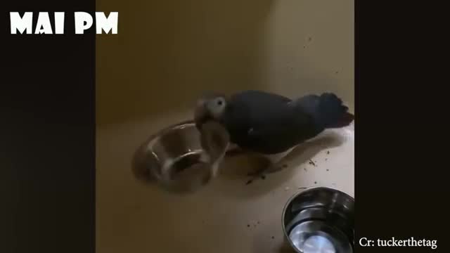 When You Know Our Animals Are A Mood! Watch Funniest Care Package of Animals !!