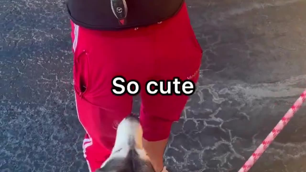 Husky Meets a Baby Puppy & THIS Happened!