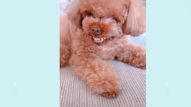 dogs muita doçura muito lindos 12 #dogvideos #catvideos