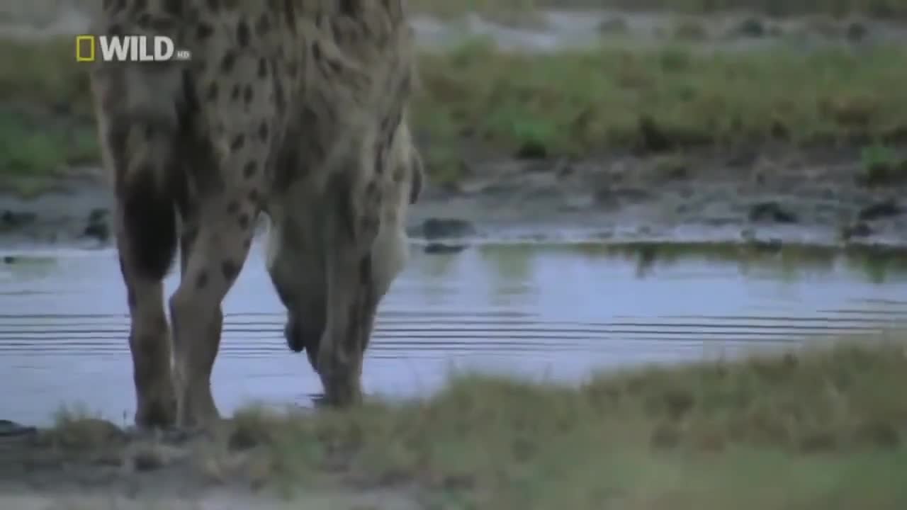wild animal attack