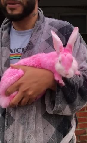 GUY HAS THE CUTES BUNNY ON THE INTERNET! 😮