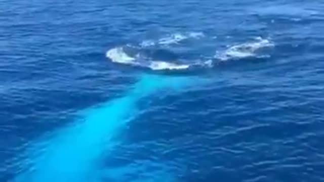 White whale in to the blue