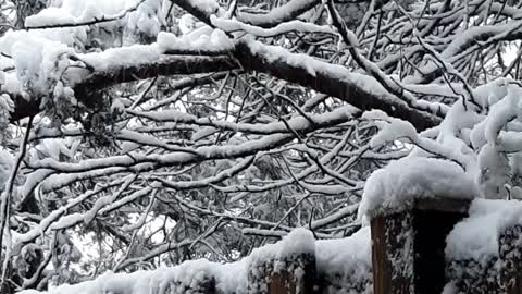 First Snow 1-3-22 Manassas VA backyard 2