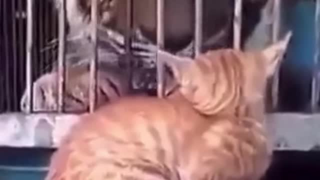 #Funny cat vs lion