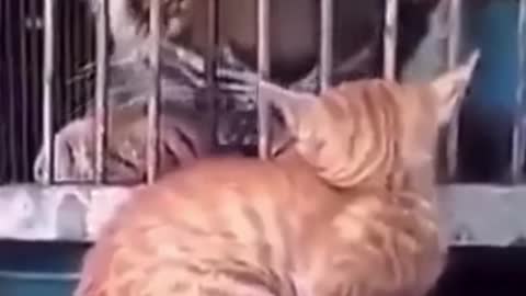 #Funny cat vs lion