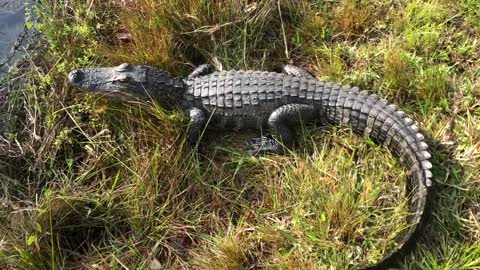 Petting an Alligator