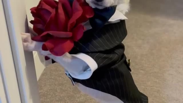 Funny dog | artist dog | cute dog | DogCatLife #Short