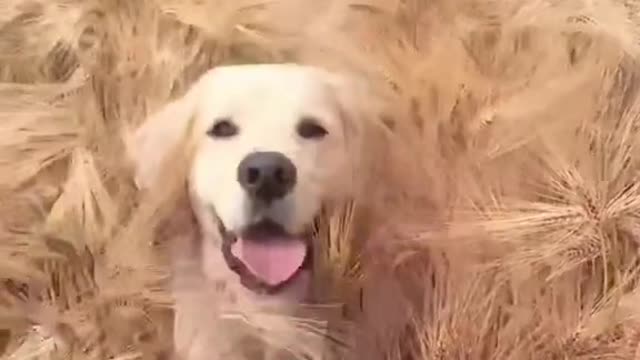 Funny Dog