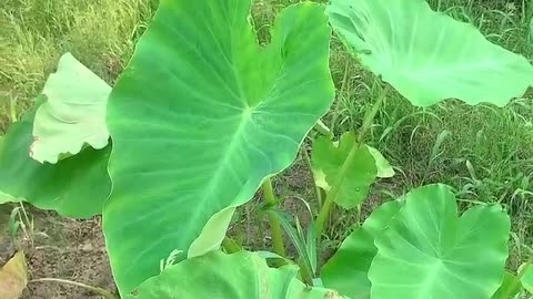 This lotus-like leaf is actually a vegetable taro