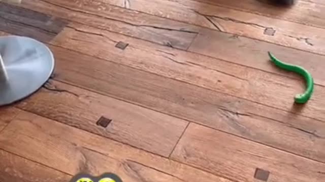 Fanny Cat 🐈🐈🐈🐈🐈