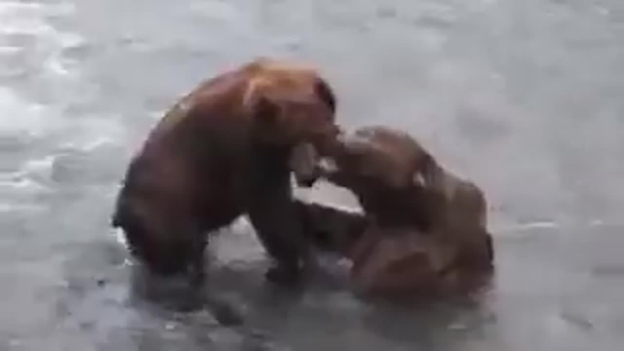 Intense Bear Battle in the River! 🐻💥🌊