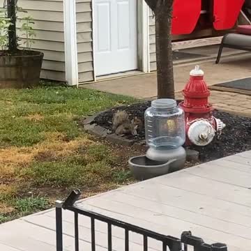 Blue Eyed Cat Peeking