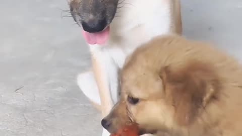 Puppy Craves Ham but Gets a Lesson from Mom