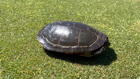 Painted Turtle Sunbathing on the Golf Course