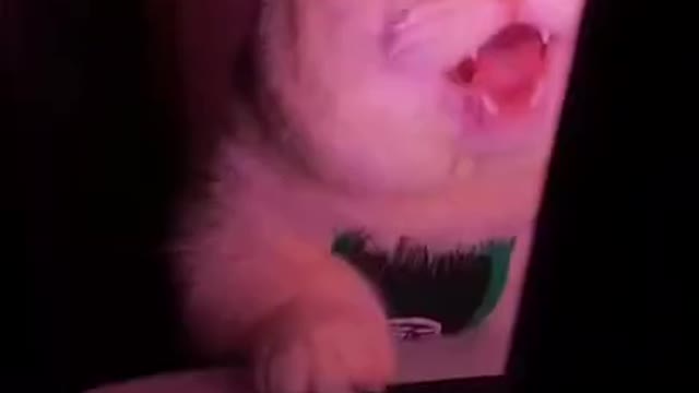 Funny Cute Cat 🐯