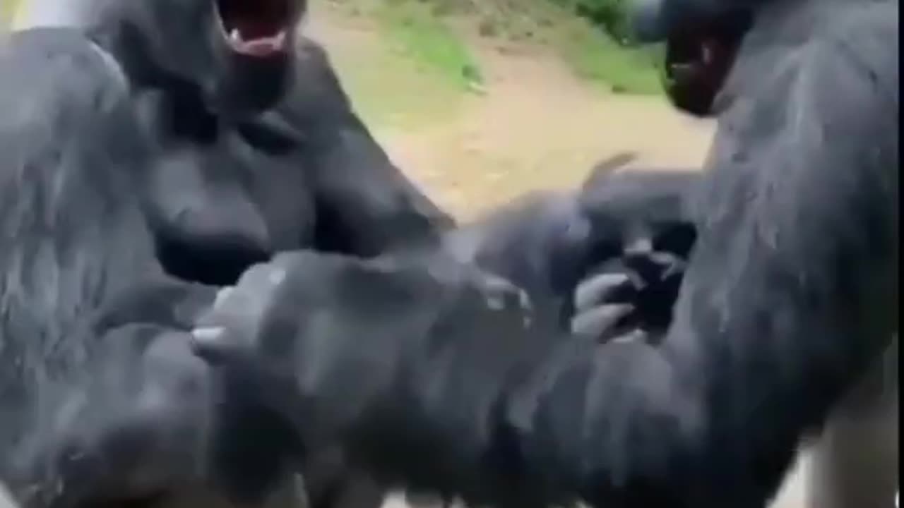 Gorila Fight 😱#shorts #short #shortsfeed #youtubeshorts #viral #trending #animals #nature