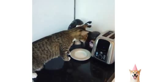 cats funny videos funny cats best funny cat videos cute cat 2021