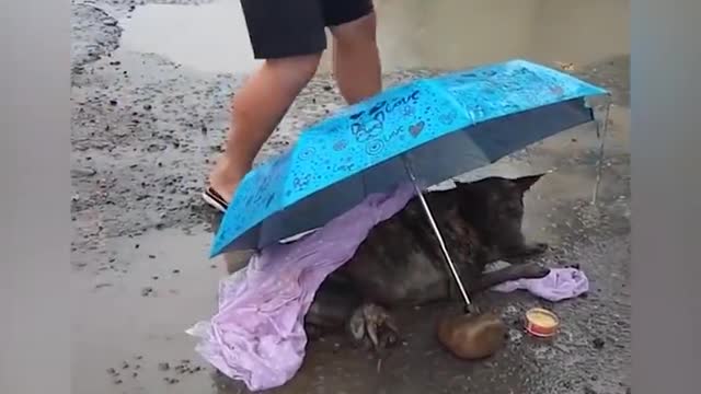 Rescue poor dog who had his legs cut off now he's so happy to run again