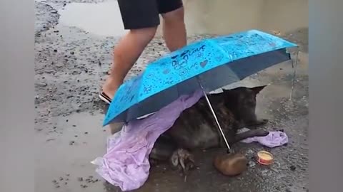 Rescue poor dog who had his legs cut off now he's so happy to run again