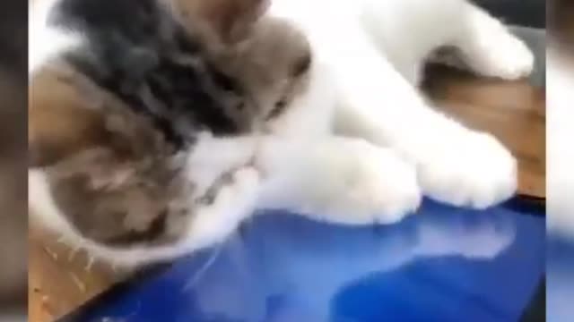 Funny animals