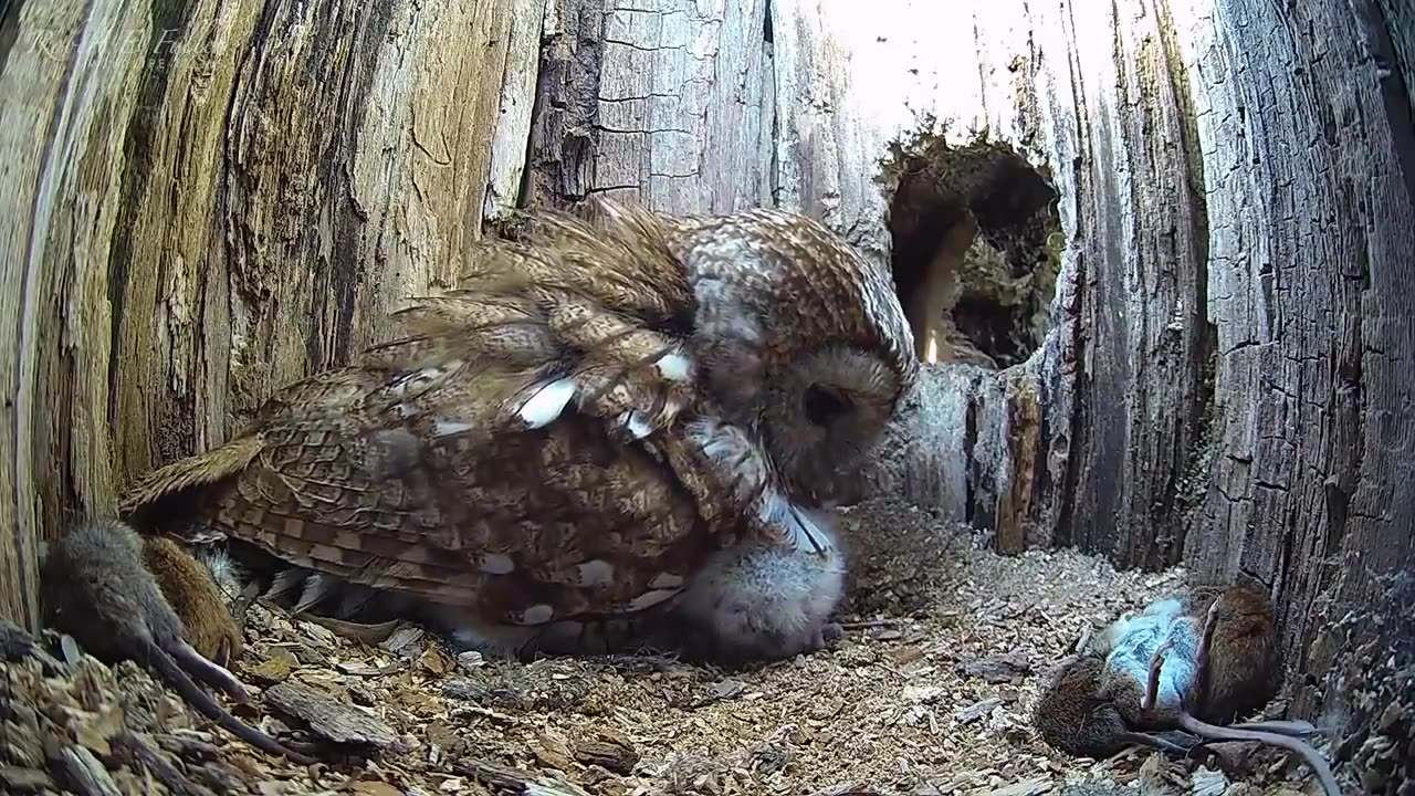 Mother owl adopts chicks unconditionally 😍