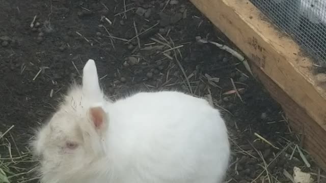 Meet Big Mama. White Lion head.