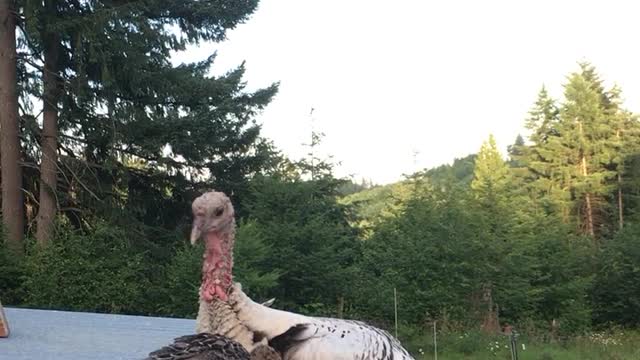 Momma and baby turkey getting ready for bed