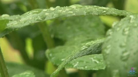 Aloe Vera In Rain Water Best Rain Video Natural Videos Rain Video Clips