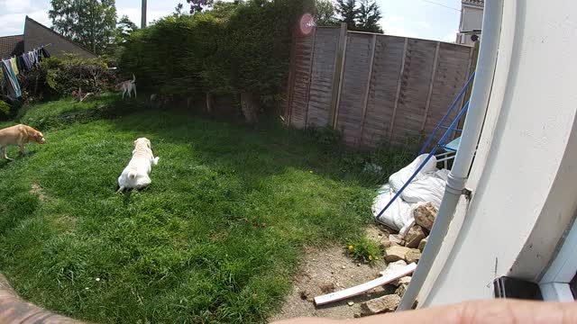 Ramdon garden time-lapse