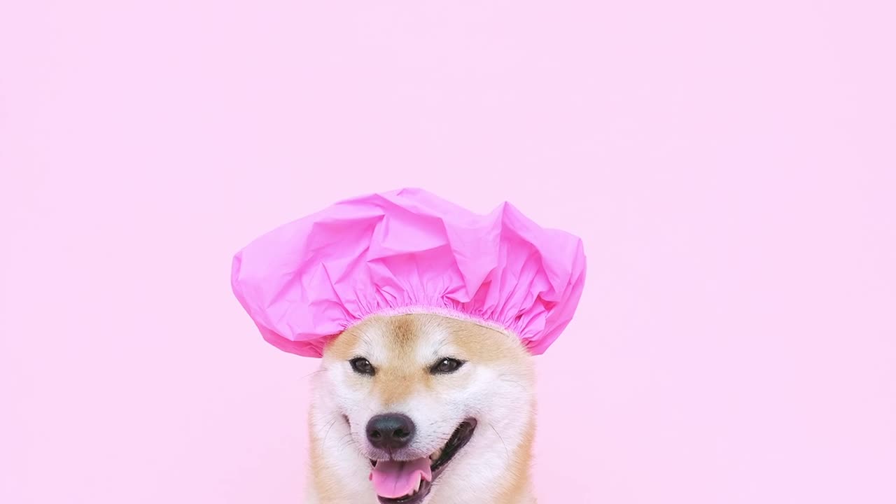 Funny shiba inu dog with shower cap