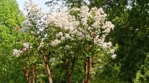 The flowers on the tree are white and beautiful